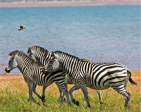 Lake Kariba Houseboat Holiday