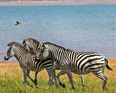Lake Kariba Houseboat Holiday