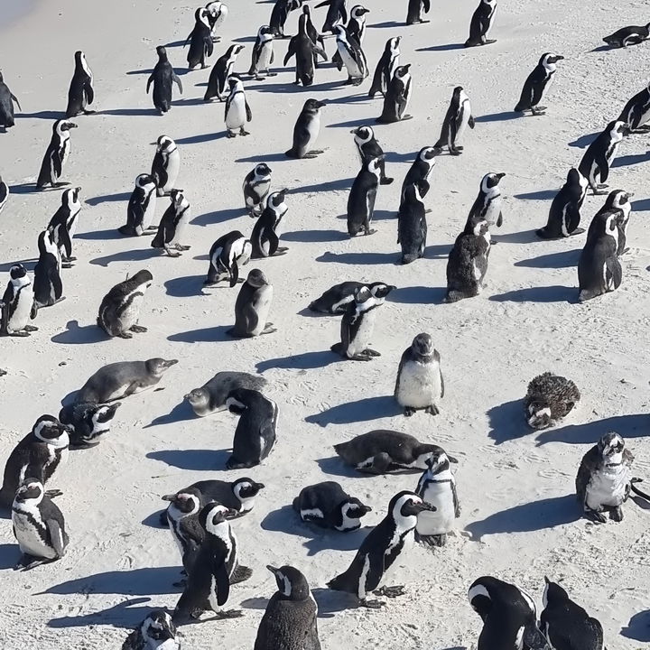 Image showing penguins at boulders beach with gonana south african travel Image showing penguins at boulders beach with gonana south african travel