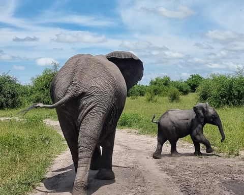 Image showing elephant and her calf on Safari with Gonana South African Travel