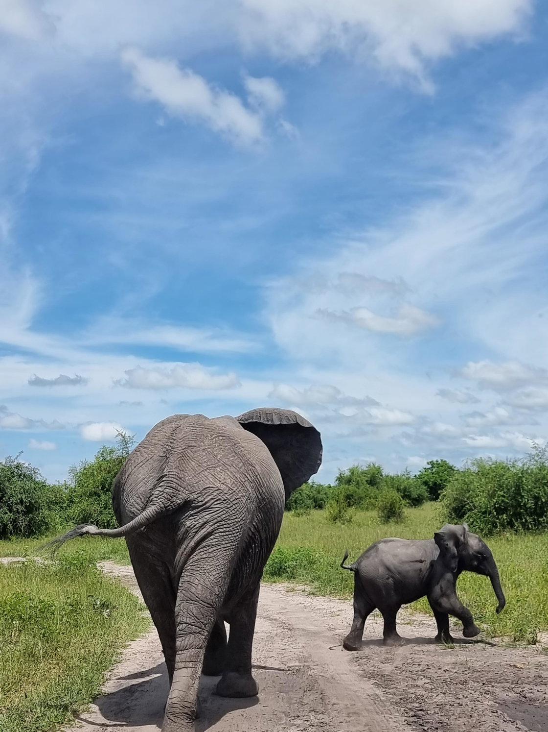 Image showing elephant and her calf on Safari with Gonana South African Travel