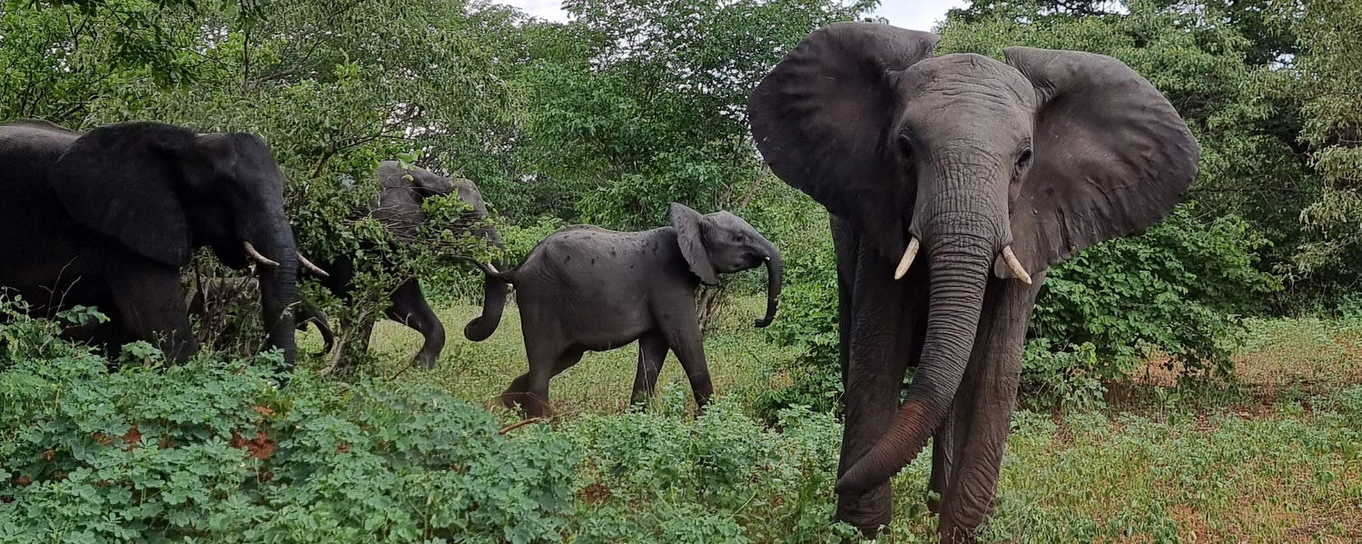 image showing elephants on safari with gonana south african travel