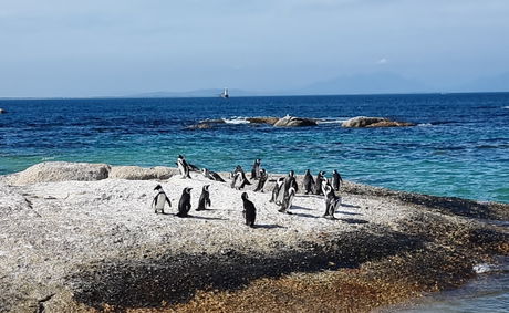 image showing penguins at boulders beach with gonana south african travel