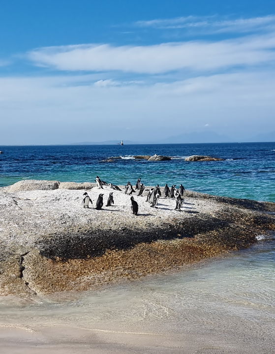 image showing penguins at boulders beach with gonana south african travel image showing penguins at boulders beach with gonana south african travel