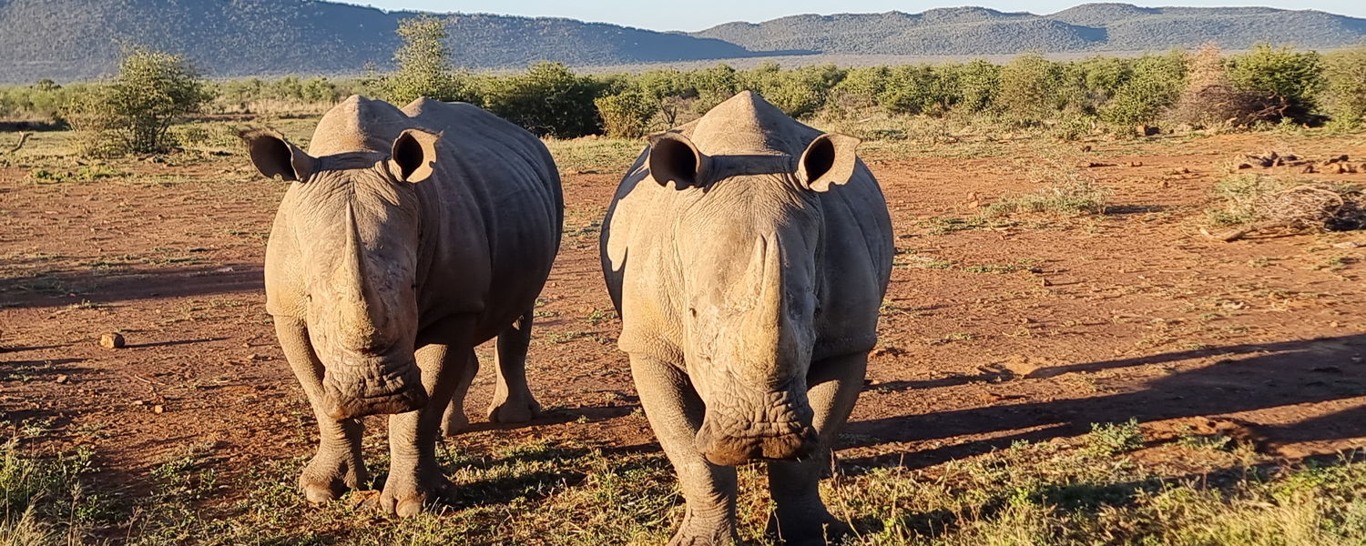 Image showing rhinos on Garden Route safari with Gonana South African Travel