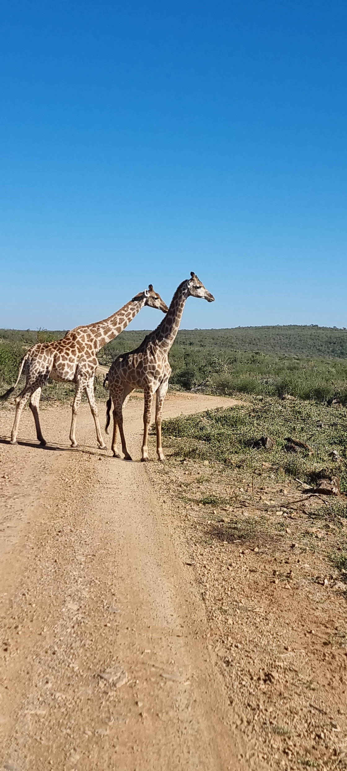 image showing giraffe on safari in South Africa