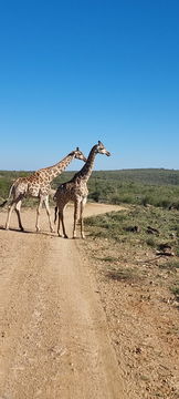 image showing giraffe on safari in South Africa