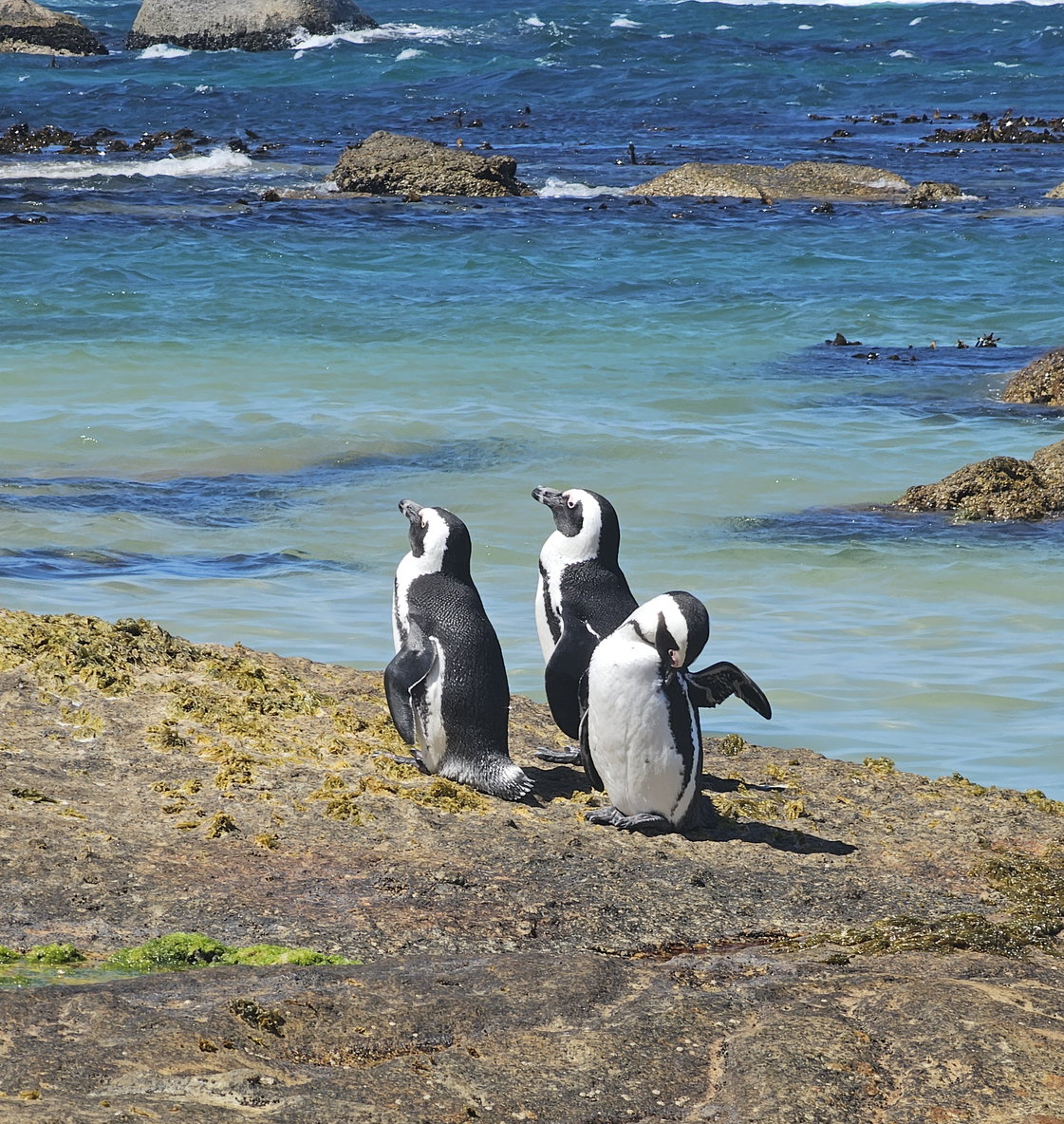 Penguins in Boulders Beach Simonstown with Gonana South African Travel on Cape Town City Tour