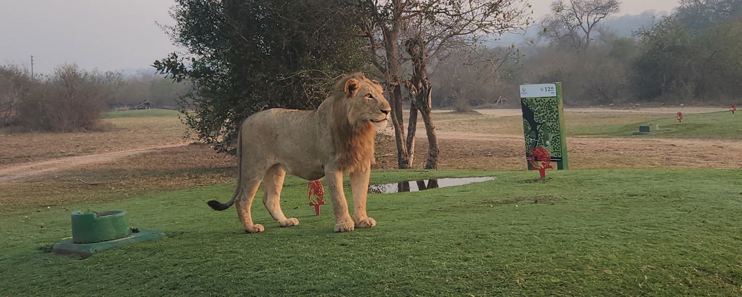 Image showing lion on golf package in south africa near skukukuza