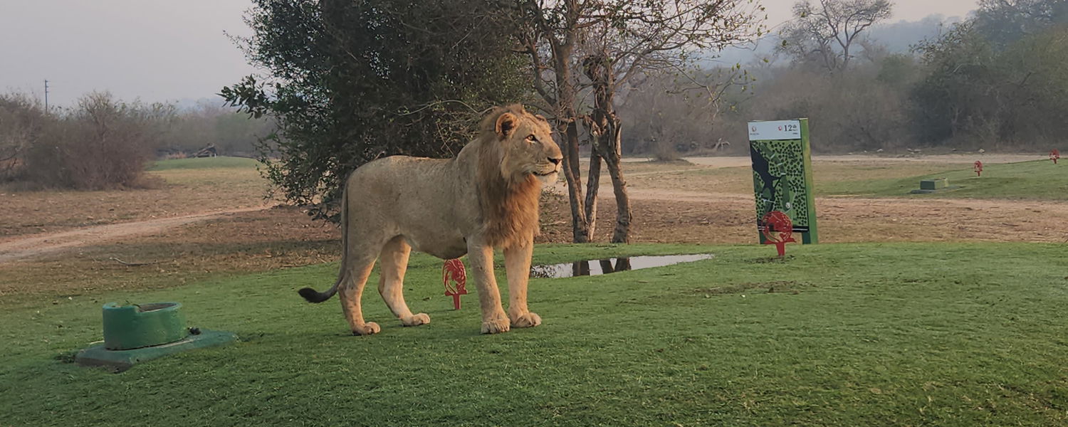 Image showing lion on golf package in south africa near skukukuza
