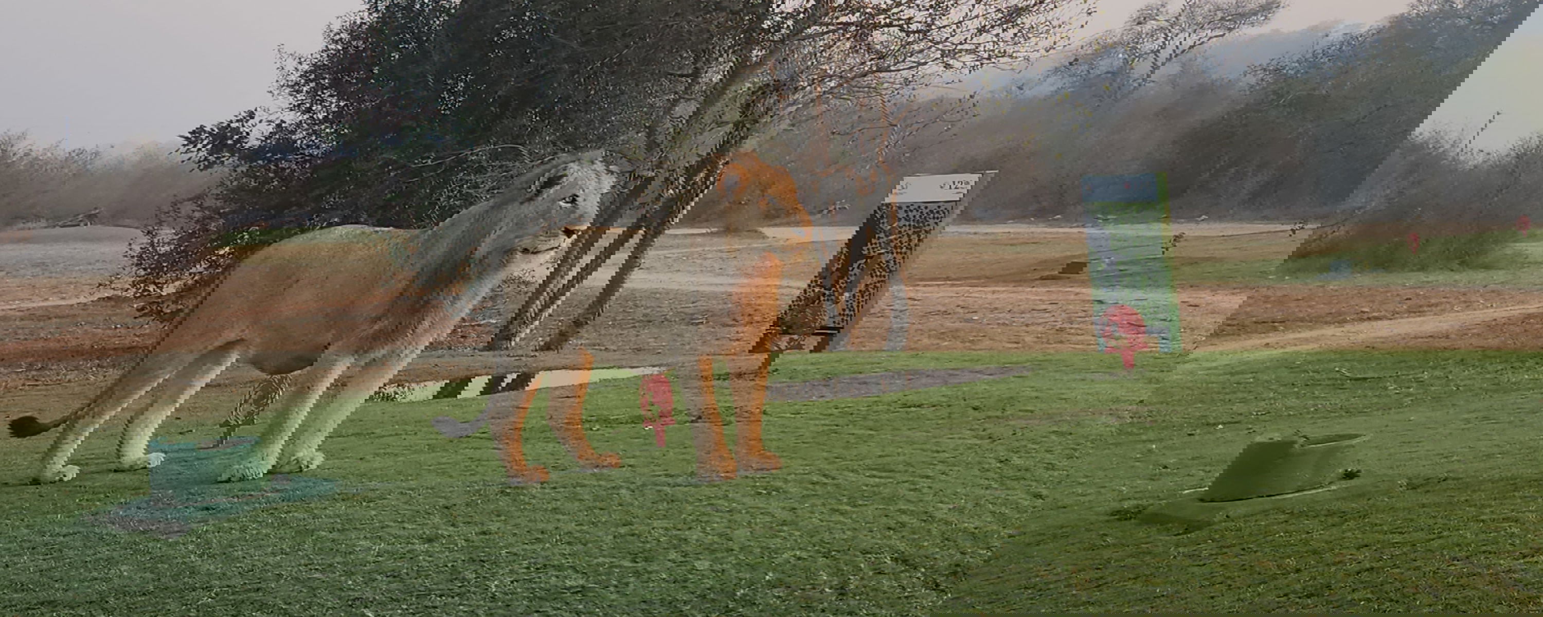 Image showing lion on golf package in south africa near skukukuza