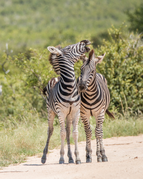South African Safaris