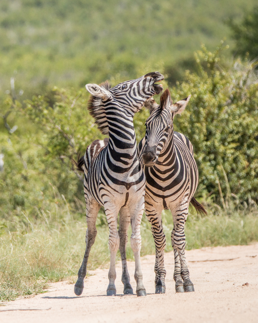 South African Safaris 