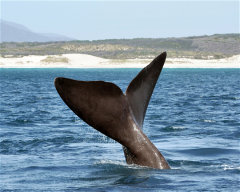 Whale Watching Hermanus