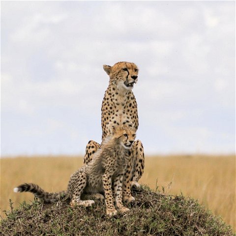 Image showing cheetah and her cub on a safari with Gonana Travel in Southern Africa