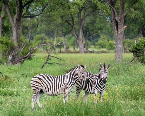 Moremi Game Reserve Safari