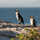 Penguins in Boulders Beach Simonstown with Gonana South African Travel on Cape Town City Tour