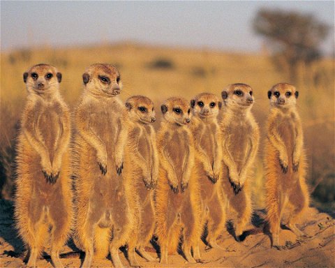 Kalahari Game Reserve Safari