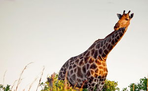 Wildlife On the Garden Route 