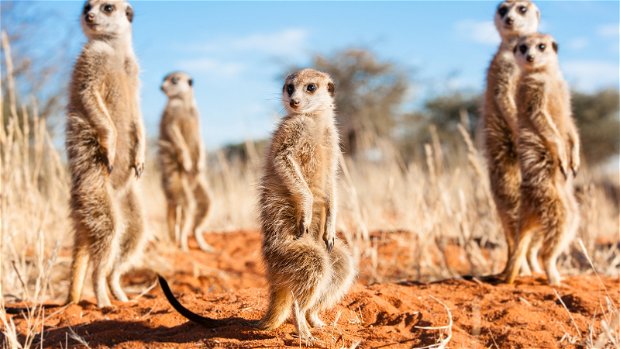 Image showing meerkats who represent people looking confused when packing for a safari in Southern Africa with Gonana travel