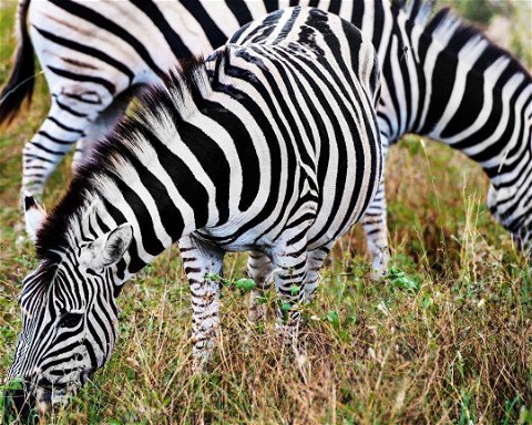 Gorongosa National Park Safari