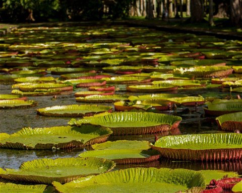 Pamplemousses Botanical Garden