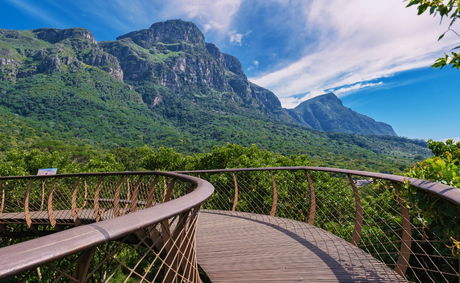 Image showing Kirstenbosch Botanical Gardens Boomslang