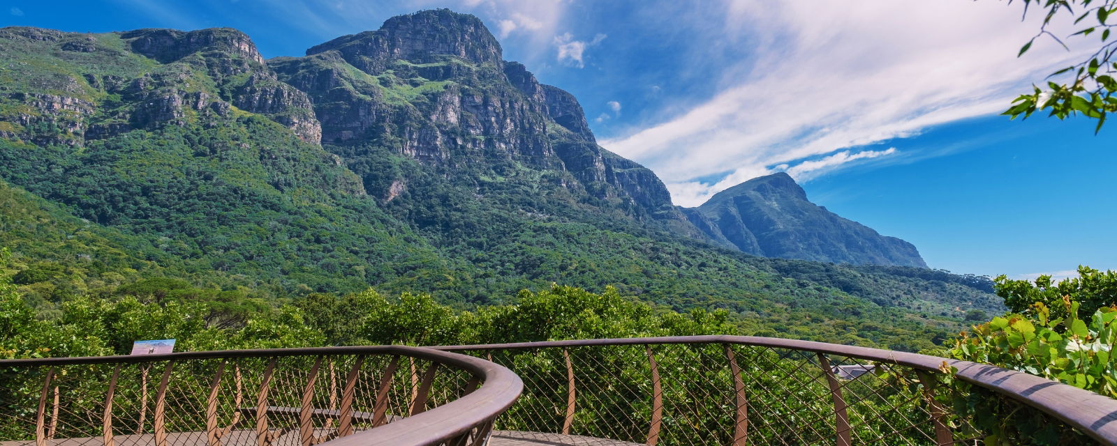 Image showing Kirstenbosch Botanical Gardens Boomslang