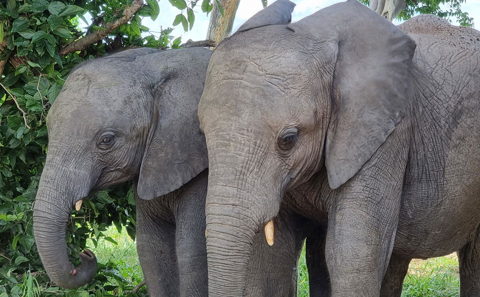 Eastern Cape Game Reserves