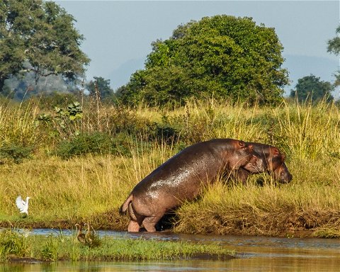 Image showing hippos on safari at Mana Pools in Zimbabwe on a Southern Africa tour with Gonana Travel