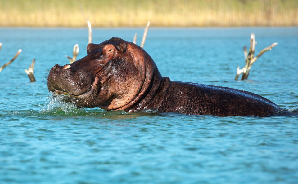 Kwa-Zulu Natal Safari