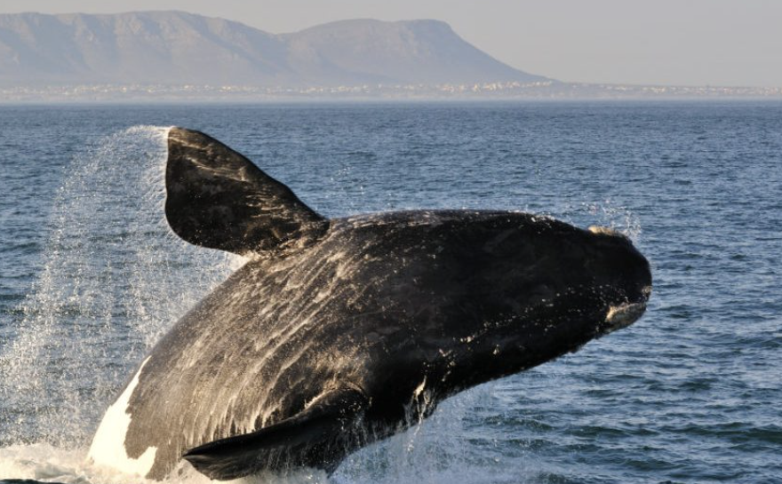 Whale Coast & Fynbos