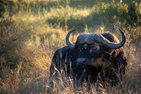 An old buffalo bull relaxing in the grass