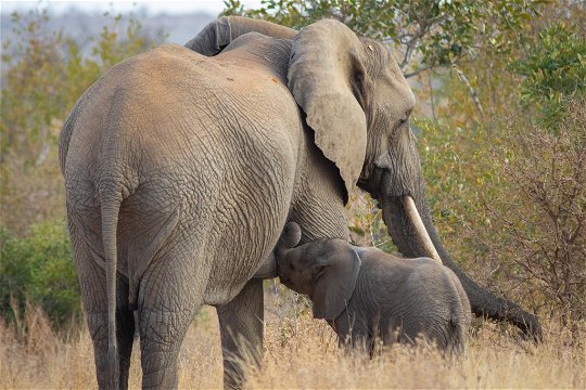 A baby elephant suckling from its mother