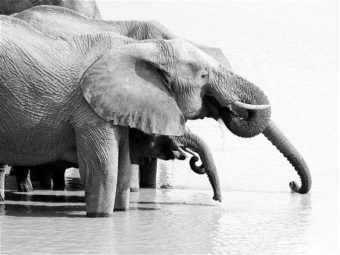 Black and white image of elephants drinking