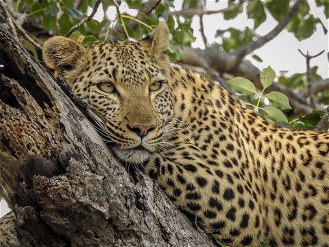 Close up of a leopard in a tree