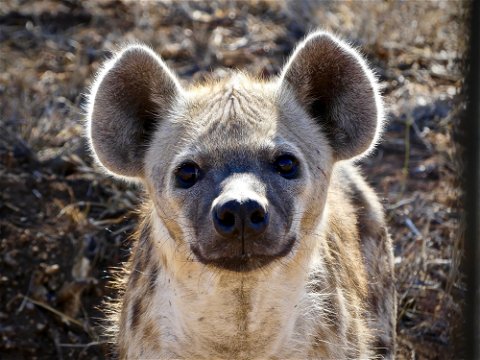 A curious hyena poses for a photo