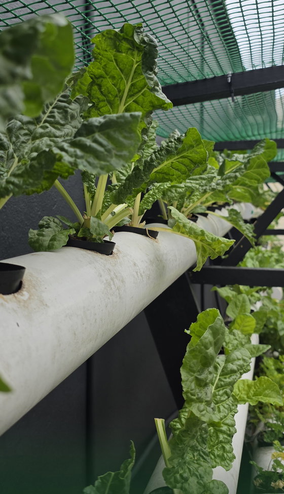 Fresh produce grown in our own garden. Fresh produce grown in our own garden.