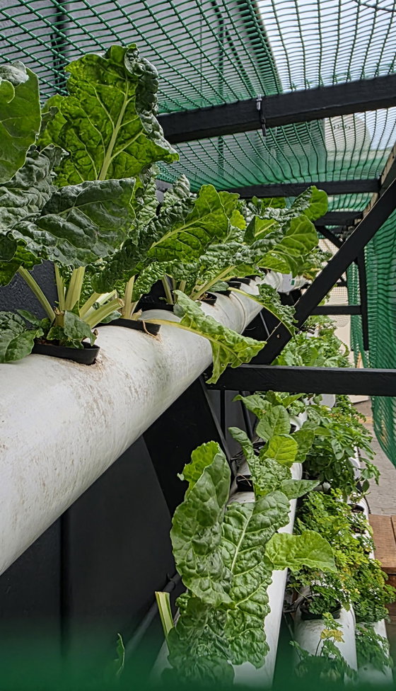 Fresh produce grown in our own garden. Fresh produce grown in our own garden.