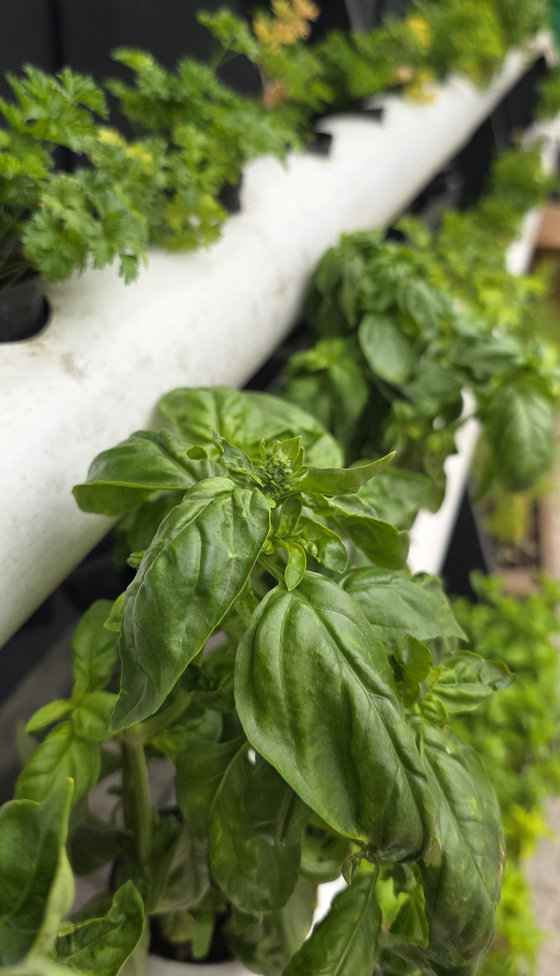 Fresh produce grown in our own garden. Fresh produce grown in our own garden.