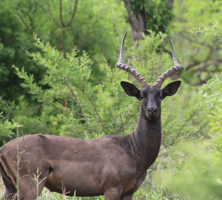 Black Impala found at Duiker Game Lodge in Hluhluwe KZN. Offers private safari accommodation