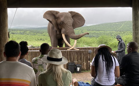 Elephant Interaction