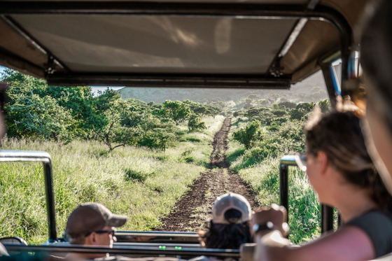 game drive, safari, tour, wildlife