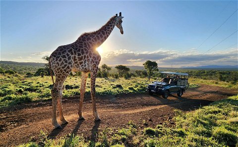 Duiker Game Lodge Game Drive Activity