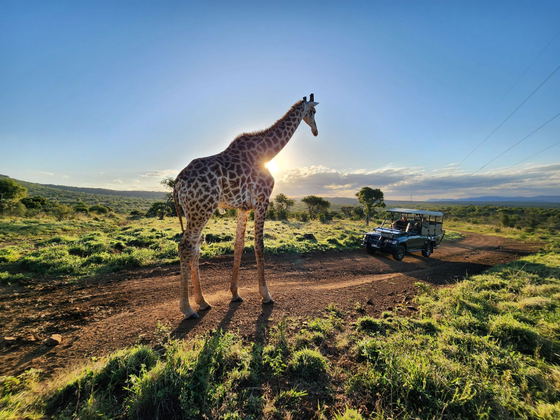 Duiker Game Lodge Game Drive Activity