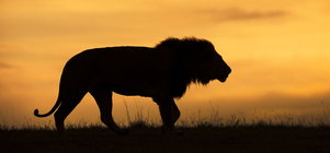 The Duiker Game Lodge Big 5 Package