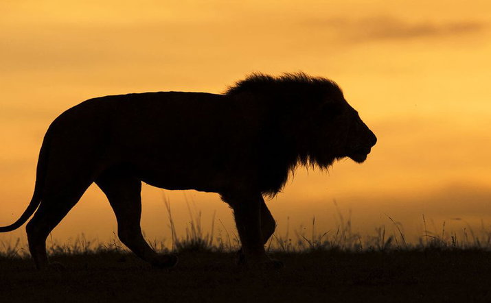 The Duiker Game Lodge Big 5 Safari Package