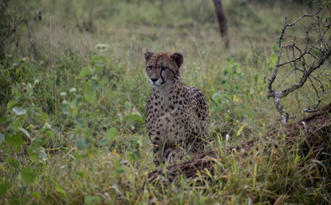 Zululand Cat Conservation Project
