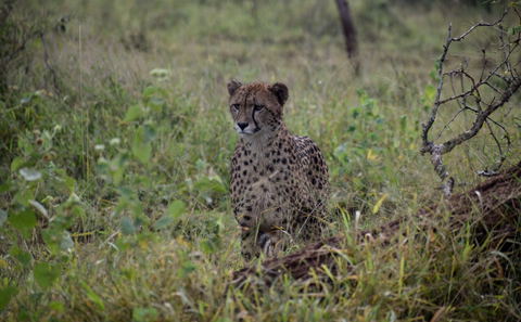 Zululand Cat Conservation Project