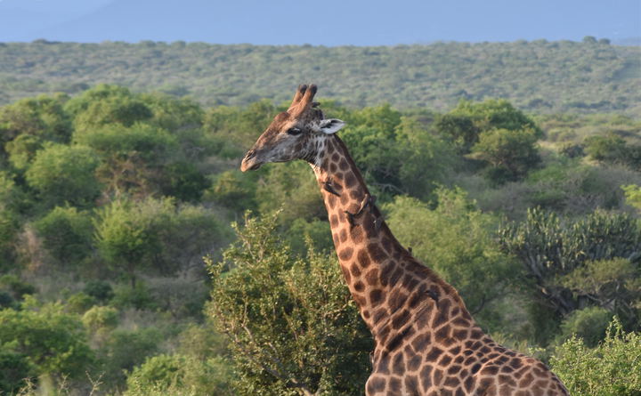 Experience a Wide Variety of African Wildlife